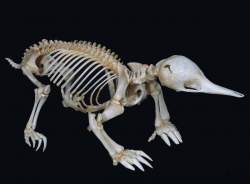 72185 B