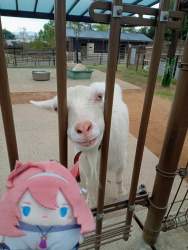 5294931 B