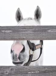 76562 B