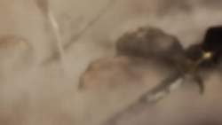 7907784 B