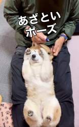 83520 B