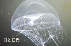 51582 B