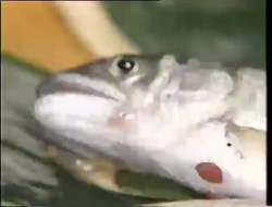 2577399 B