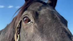 1732493 B