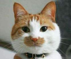 8233 B