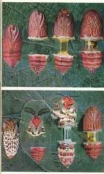 259204 B