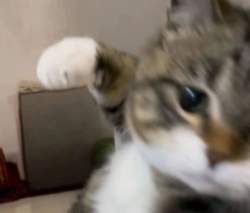43444 B