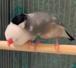 28872 B