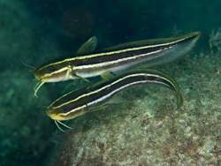 515679 B