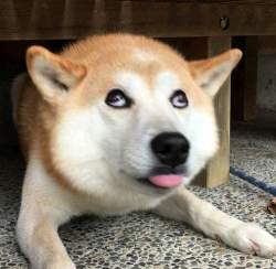 46000 B