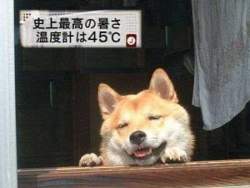 24253 B