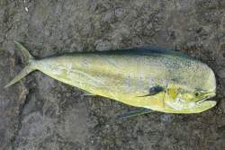 155284 B