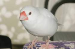 298655 B