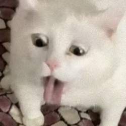 46189 B