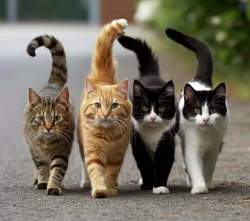 61008 B