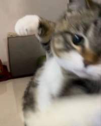 69342 B