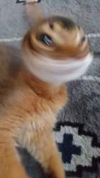 23073 B