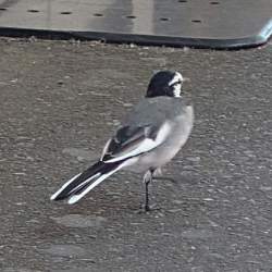 76379 B