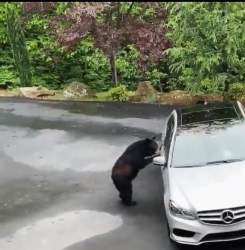 1239476 B