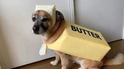 2223653 B