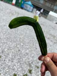 833975 B
