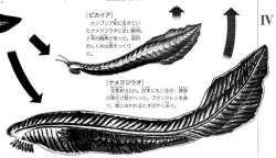 35562 B