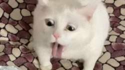56695 B