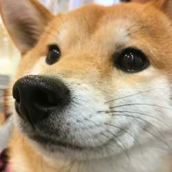 1103459 B
