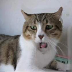 7407 B