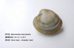 88549 B